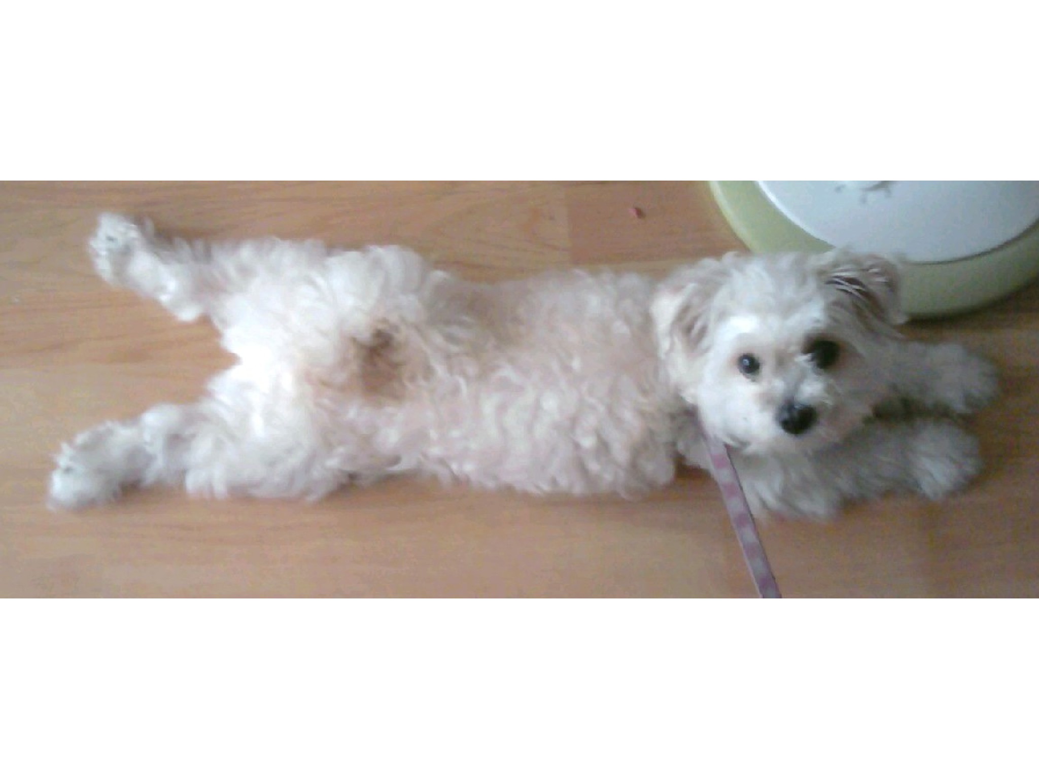 일산 밤가시 말티즈 여아 찾습니다