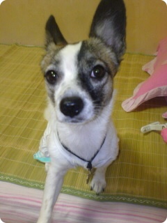 발바리 믹스견 6~7kg 여 중성화 수술 X 해랑이 ㅜㅜ 사례 100만원