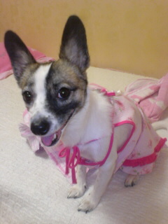 발바리 믹스견 6~7kg 여 중성화 수술 X 해랑이 ㅜㅜ 사례 100만원