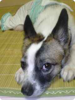 발바리 믹스견 6~7kg 여 중성화 수술 X 해랑이 ㅜㅜ 사례 100만원