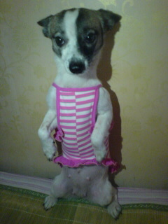 발바리 믹스견 6~7kg 여 중성화 수술 X 해랑이 ㅜㅜ 사례 100만원