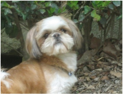 경남 사천시 시츄(여) 찾아주세요