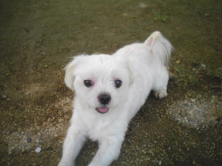 말티즈 남아 (중성화) 5세/남양주시 (이동가능성)/사례금 300만원 