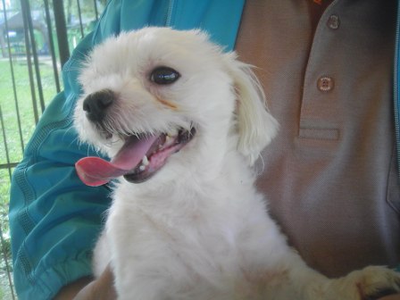 말티즈 남아 (중성화) 5세/남양주시 (이동가능성)/사례금 300만원 