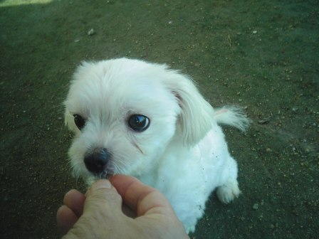 말티즈 남아 (중성화) 5세/남양주시 (이동가능성)/사례금 300만원 