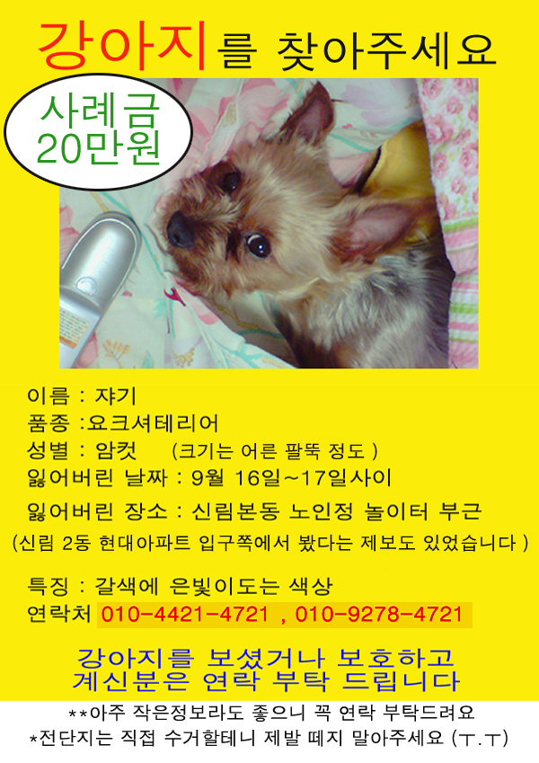 *** 신림동 /갈색 요크셔/ 암컷 찾아주세요ㅠ.ㅠ