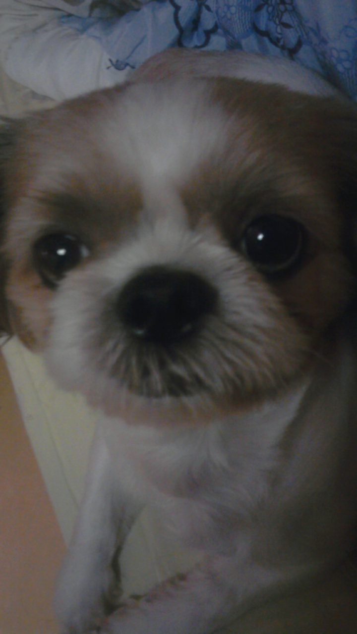 입주위 털 밀어놓은 시츄 남아 찾습니다