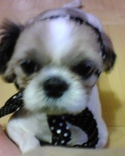 입주위 털 밀어놓은 시츄 남아 찾습니다