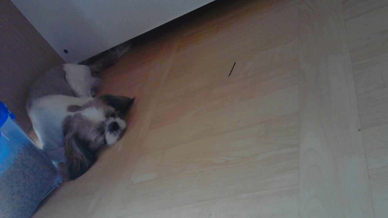 입주위 털 밀어놓은 시츄 남아 찾습니다