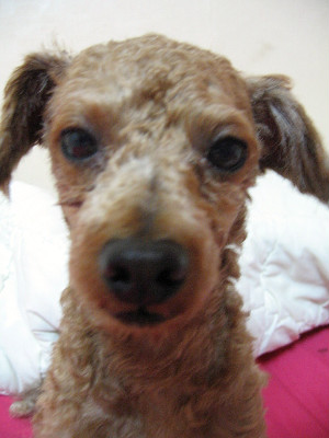 방치되어 학대된 강아지에게 도움을 주세요..