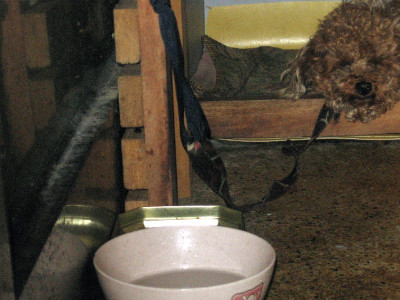 방치되어 학대된 강아지에게 도움을 주세요..