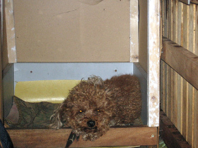 방치되어 학대된 강아지에게 도움을 주세요..