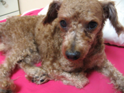 방치되어 학대된 강아지에게 도움을 주세요..