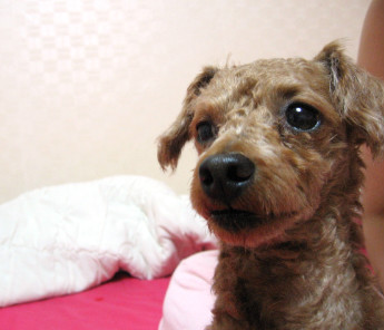 방치되어 학대된 강아지에게 도움을 주세요..