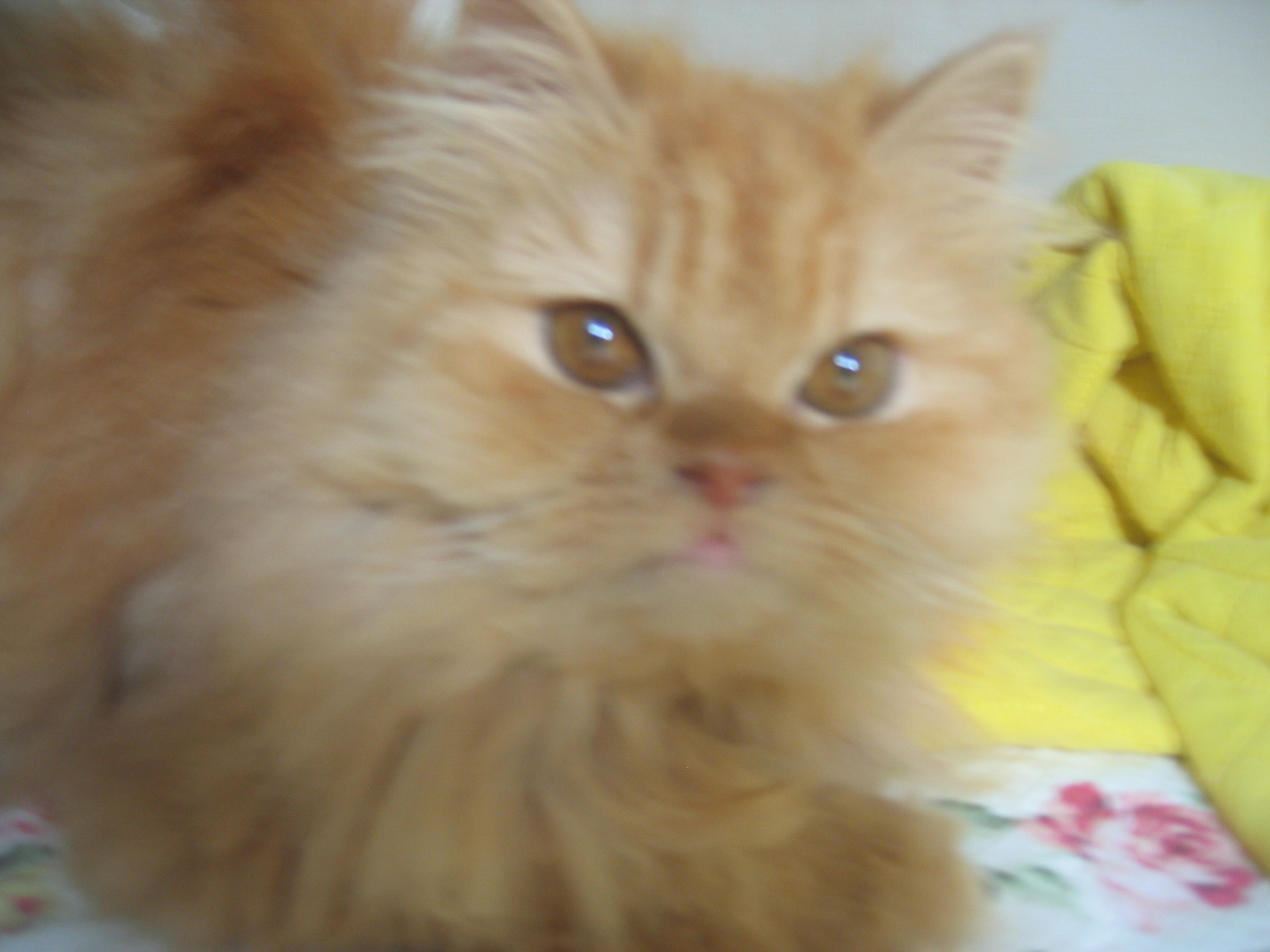 마포구 연남동 고양이 잃어버렸어요...