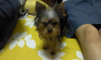 요크셔테리아암컷찾습니다.