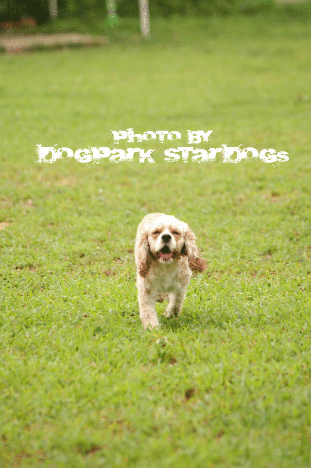 (성남)우리 매리 찾습니다