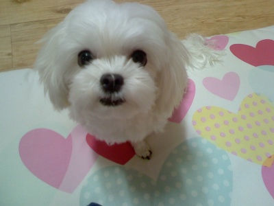 충북청주서잃어버린말티즈여찾아요사례100만