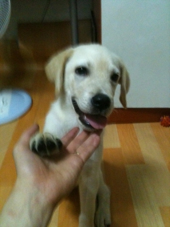 서울시 영등포구 강아지를 찾습니다.