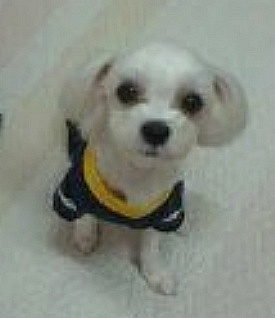 성동구 송정동 흰색말티즈암컷! 사례금100만원