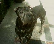 인천에서 샤페이를 찾습니다~!!!