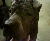 인천에서 샤페이를 찾습니다~!!!