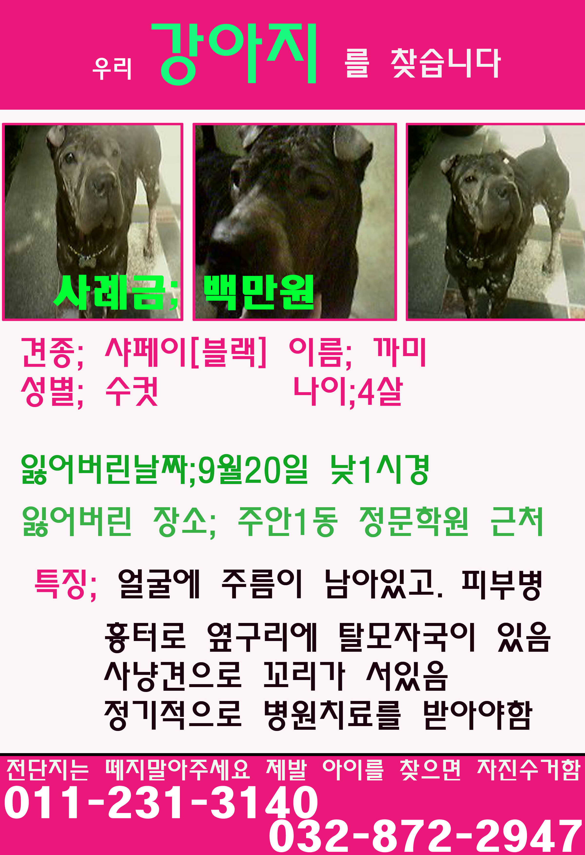 인천에서 샤페이를 찾습니다~!!!