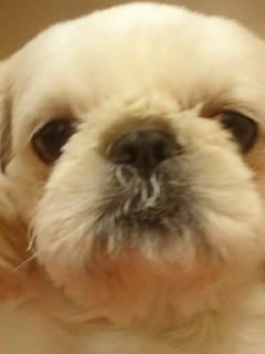 강동구 길동에서 올화이트 시츄를 찾습니다(페키처럼보이기도해요)