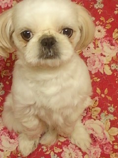 강동구 길동에서 올화이트 시츄를 찾습니다(페키처럼보이기도해요)