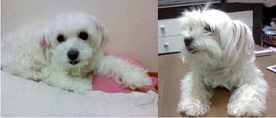 강남구 일대 여아말티즈 찾습니다.