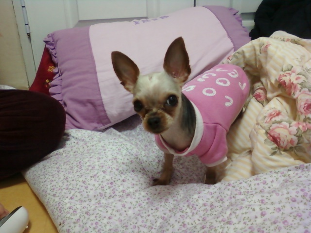 요크셔 4살 남아찾아요..ㅠㅠ