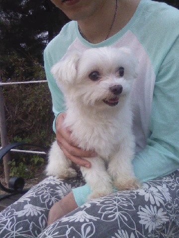 서울 창동 말티즈 수컷좀 찾아주세요!