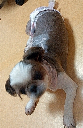 수원]시츄 여아 임보중입니다.