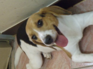 ★비글 여아 "다정이"를 찾습니다★ 도와주세요