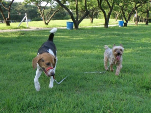 ★비글 여아 "다정이"를 찾습니다★ 도와주세요