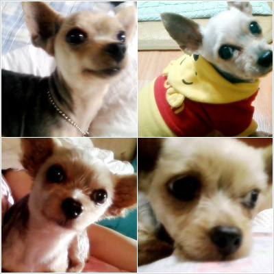 2010년10월24일 도봉구창동에서 요크셔암컷 좀 찾아주세요