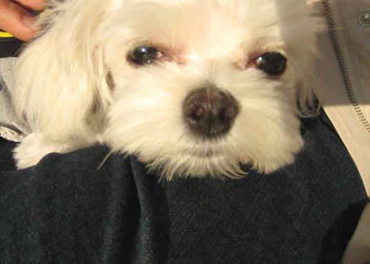 말티즈 찾아요!!!