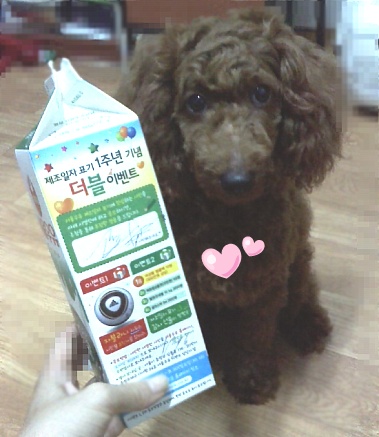 강아지(애프리푸들)애타게 찾고있습니다.