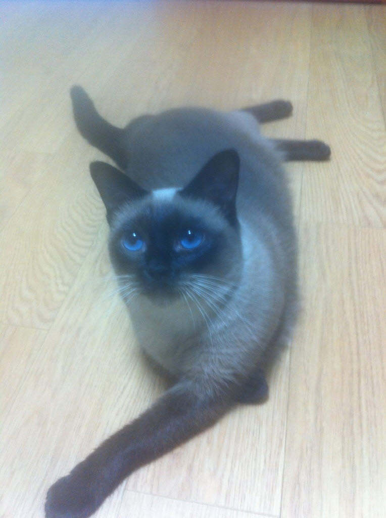 고양이를찾습니다.