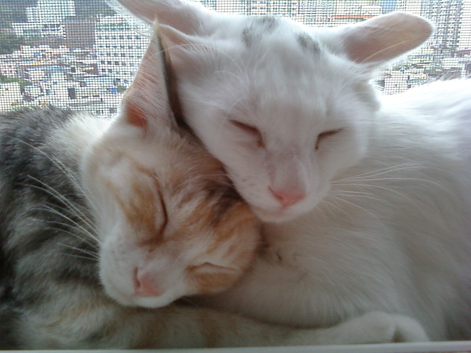 고양이를찾아요