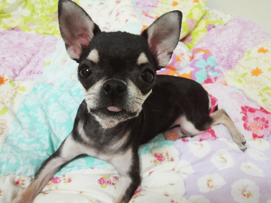 저희 장군이좀 찾아주세요......