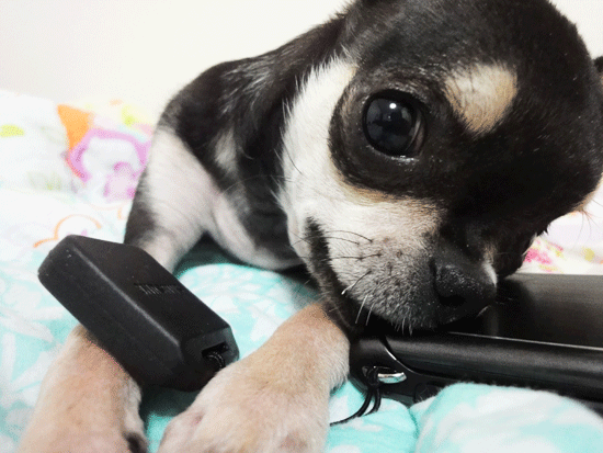 저희 장군이좀 찾아주세요......