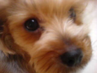 [경북경산] 요크셔테리어, 여, 7세 강아지를 찾습니다. 