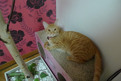 서울 성북구 정릉3동에서 잃어버린 노란고양이 찾아요!(전단지첨부함)