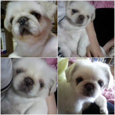 페키니즈 여아 찾습니다