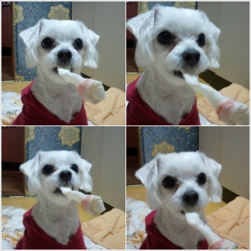 경기도 하남시 말티 찾습니다