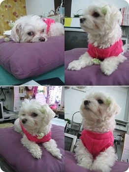 대구 말티즈 여아 찾습니다 사례금 백만원드립니다