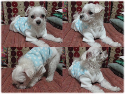 대구 말티즈 여아 찾습니다 사례금 백만원드립니다