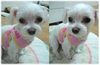 대구 말티즈 여아 찾습니다 사례금 백만원드립니다