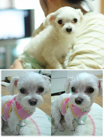 대구 말티즈 여아 찾습니다 사례금 백만원드립니다